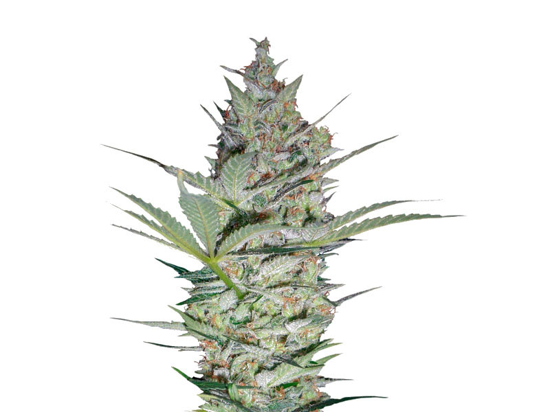 AK-47 fem (Serious Seeds)