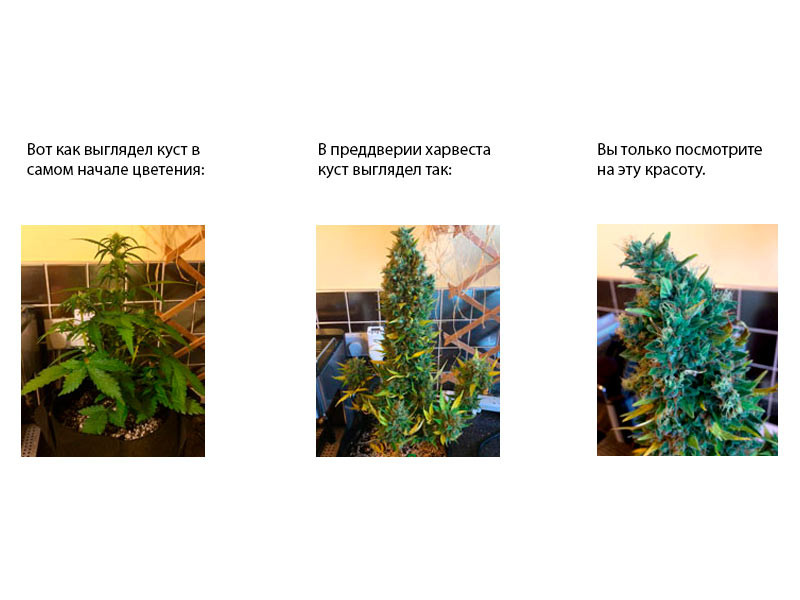 Zkittlez Auto гроурепорт