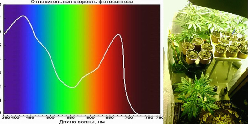 Влияние спектра света на марихуану