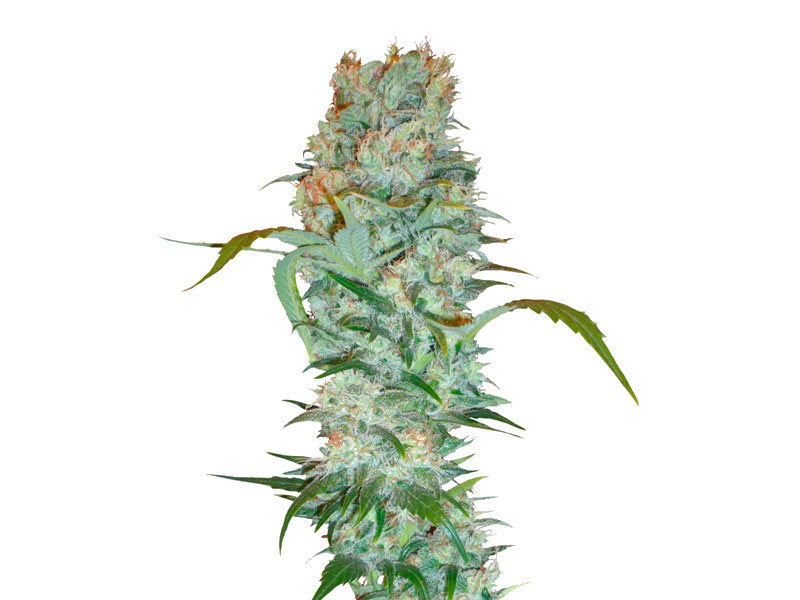 White Russian fem (Serious Seeds)