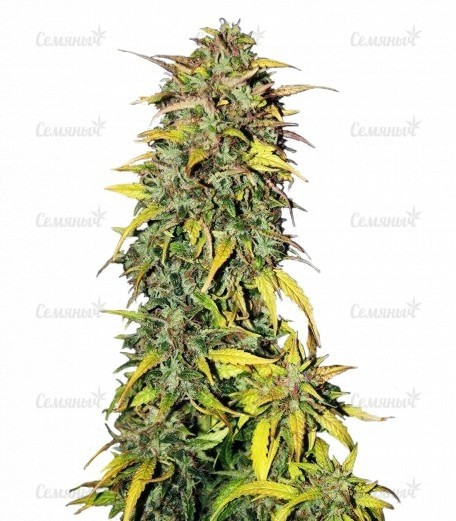 Black Jack Auto