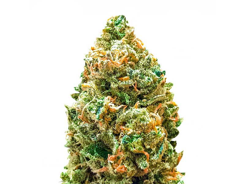 Bruce Banner Auto