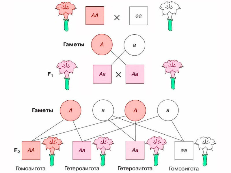 Закон селекции